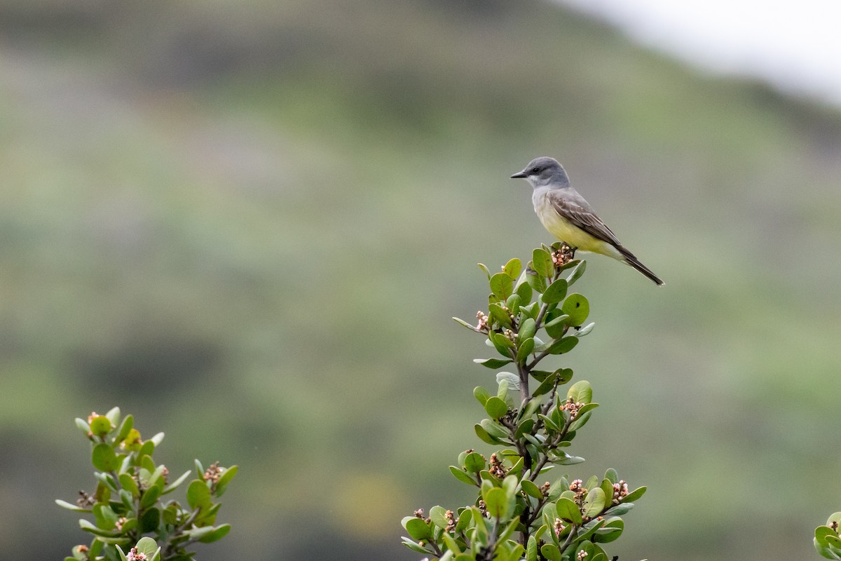Cassin's Kingbird at Tecolote Canyon Natural Park by Randy Walker