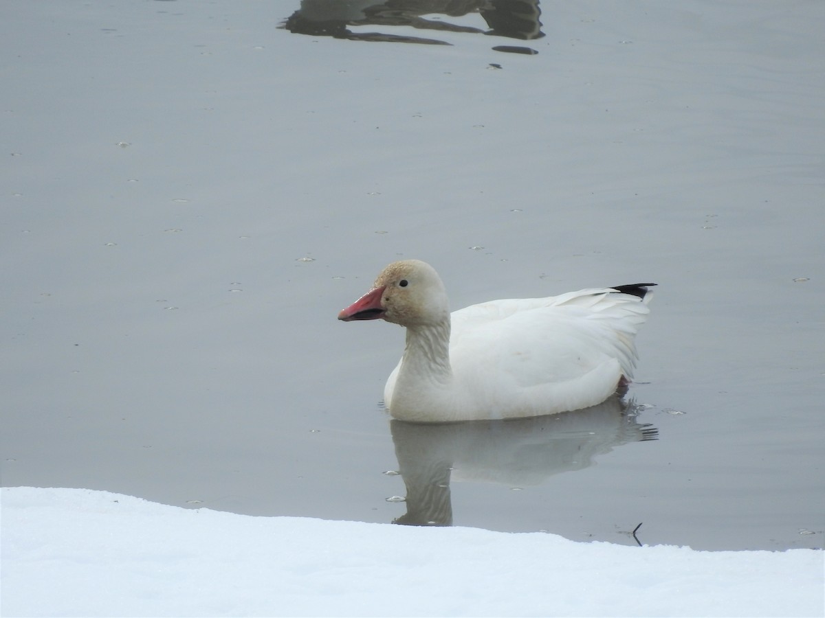 Snow Goose - ML552623821