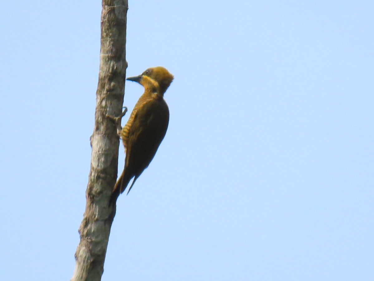 Golden-green Woodpecker - ML552625121