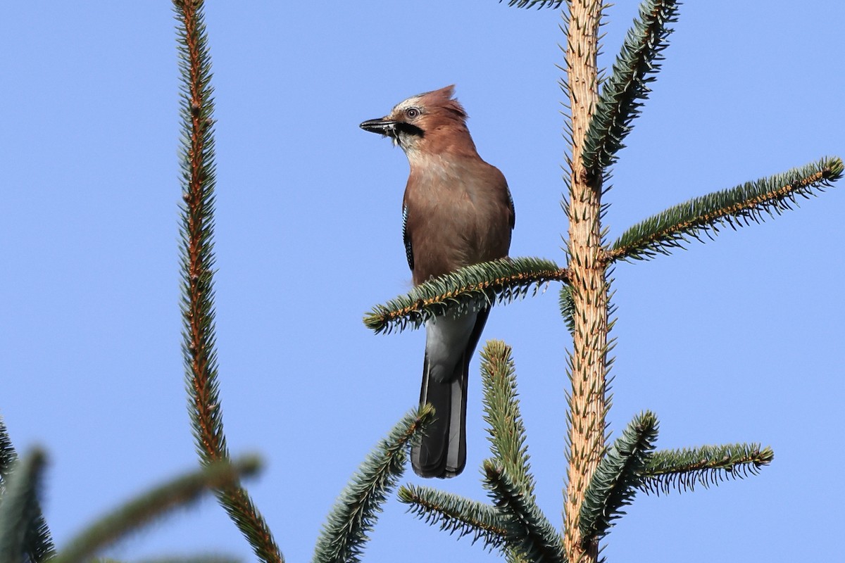 Eurasian Jay - ML552626081