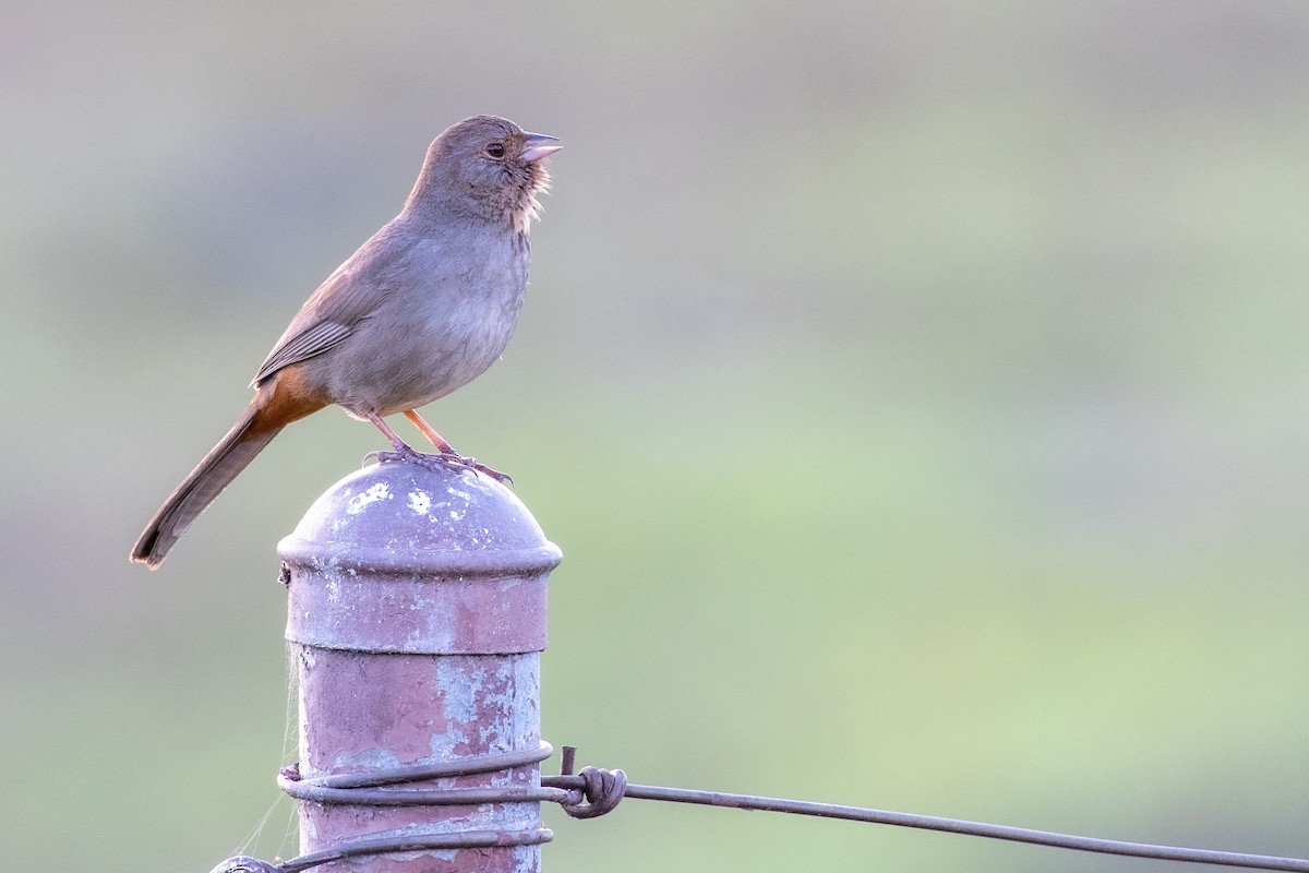 California Towhee at Kendall-Frost Marsh Reserve by Randy Walker