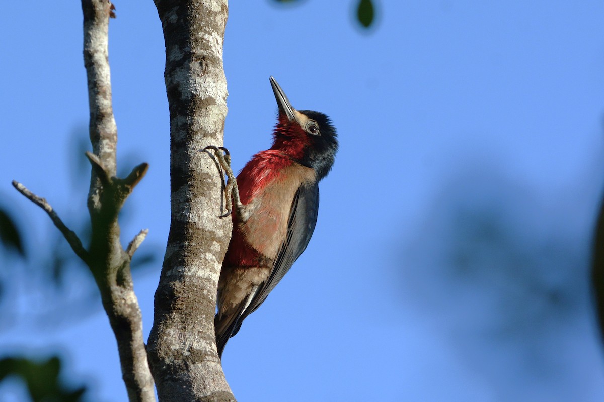 Puerto Rican Woodpecker - ML552630141