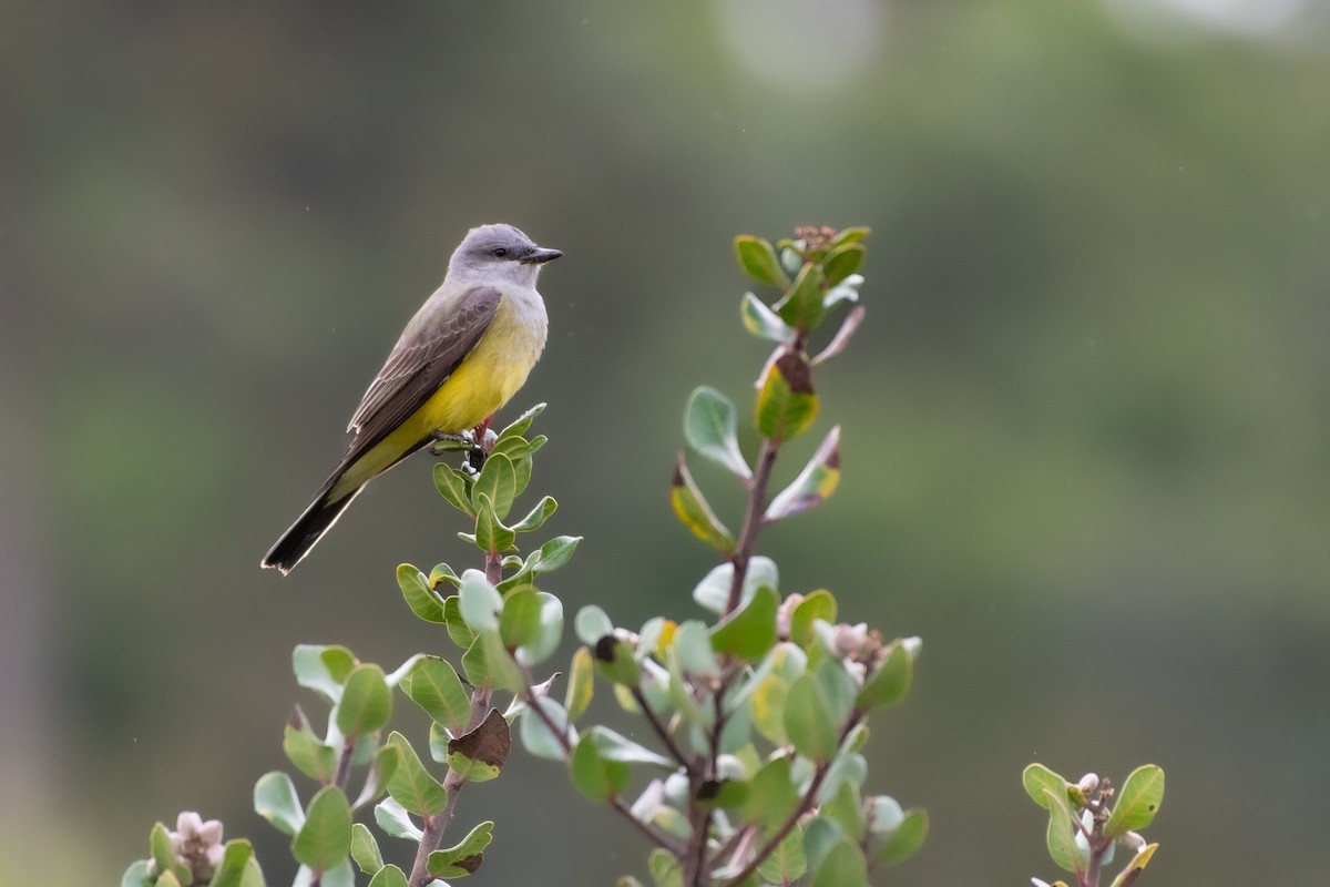 Western Kingbird at Tecolote Canyon Natural Park by Randy Walker