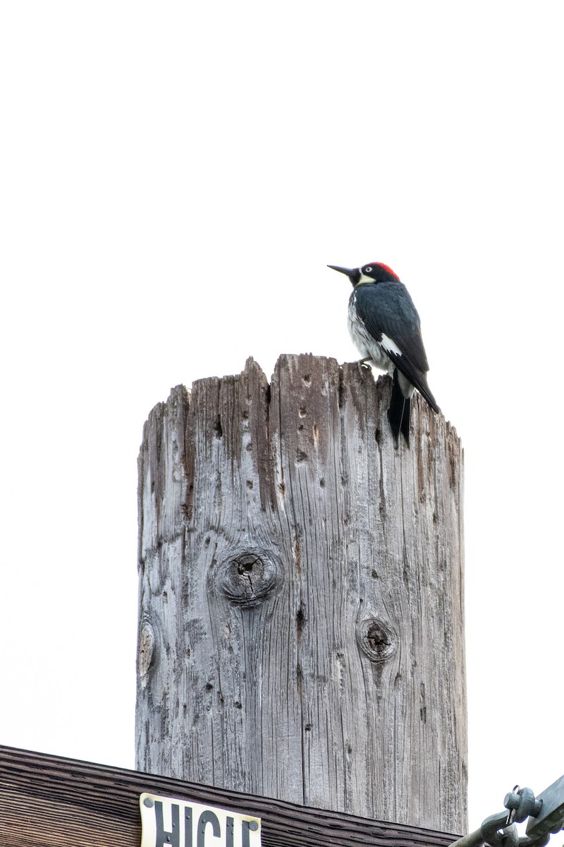 Acorn Woodpecker at Tecolote Canyon Natural Park by Randy Walker