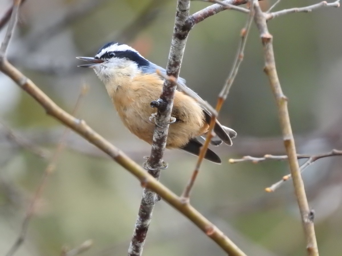Red-breasted Nuthatch - ML552632141
