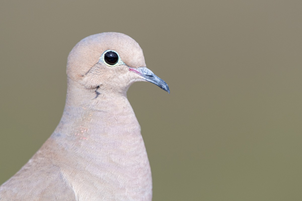 Mourning Dove at Kendall-Frost Marsh Reserve by Randy Walker