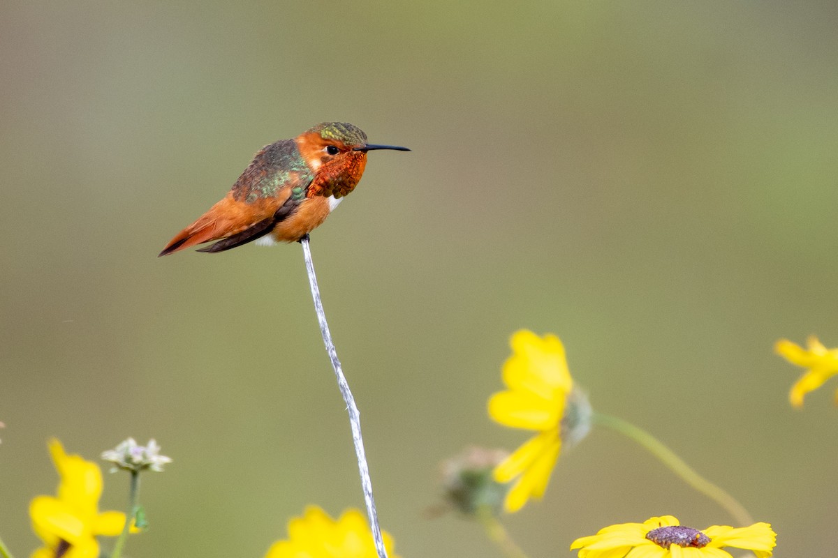Allen's Hummingbird at Kendall-Frost Marsh Reserve by Randy Walker