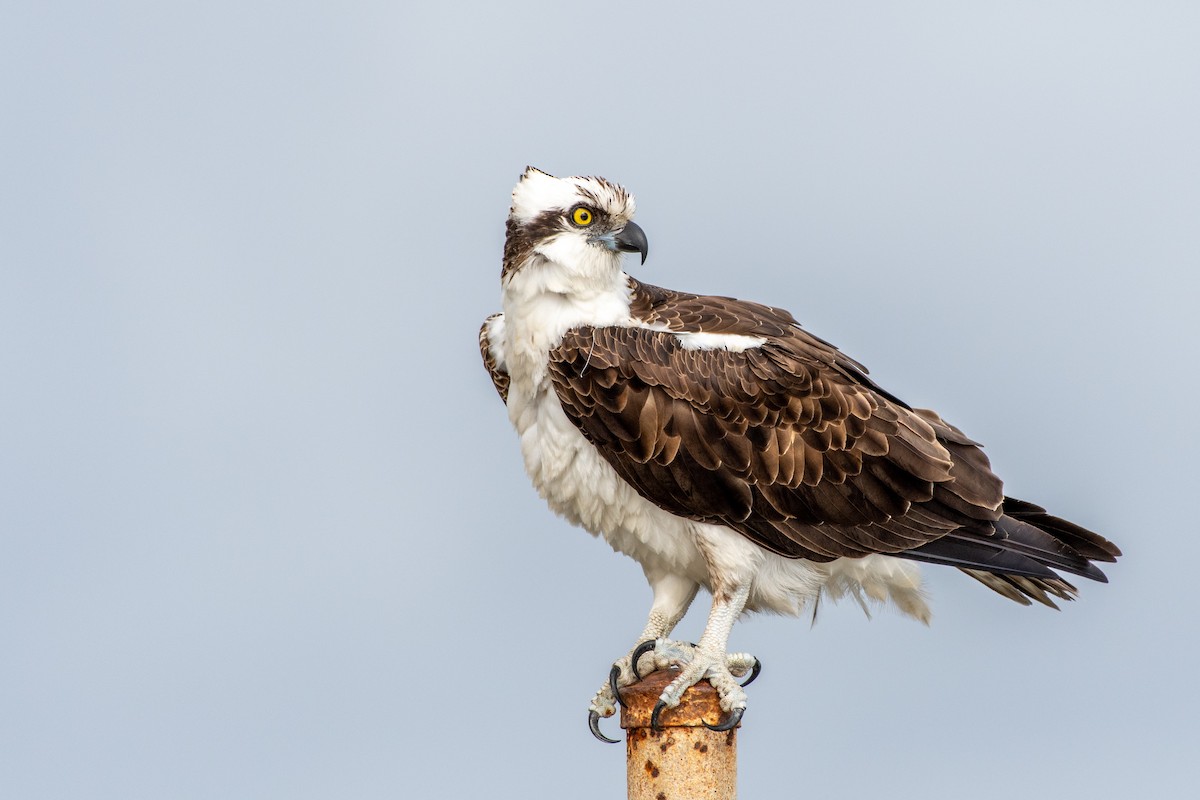 Osprey at Kendall-Frost Marsh Reserve by Randy Walker