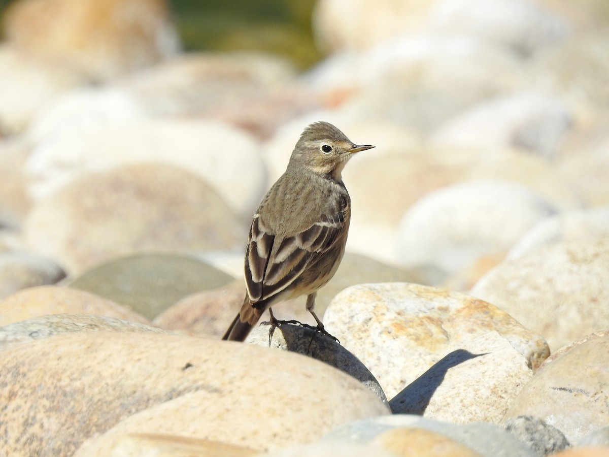 American Pipit - Mary Rumple