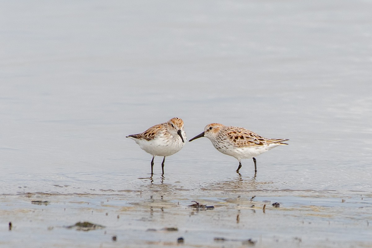 Western Sandpiper at Kendall-Frost Marsh Reserve by Randy Walker