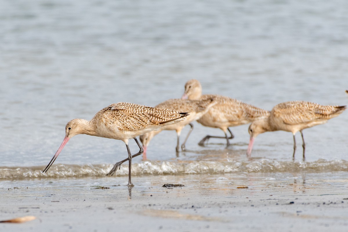 Marbled Godwit at Kendall-Frost Marsh Reserve by Randy Walker