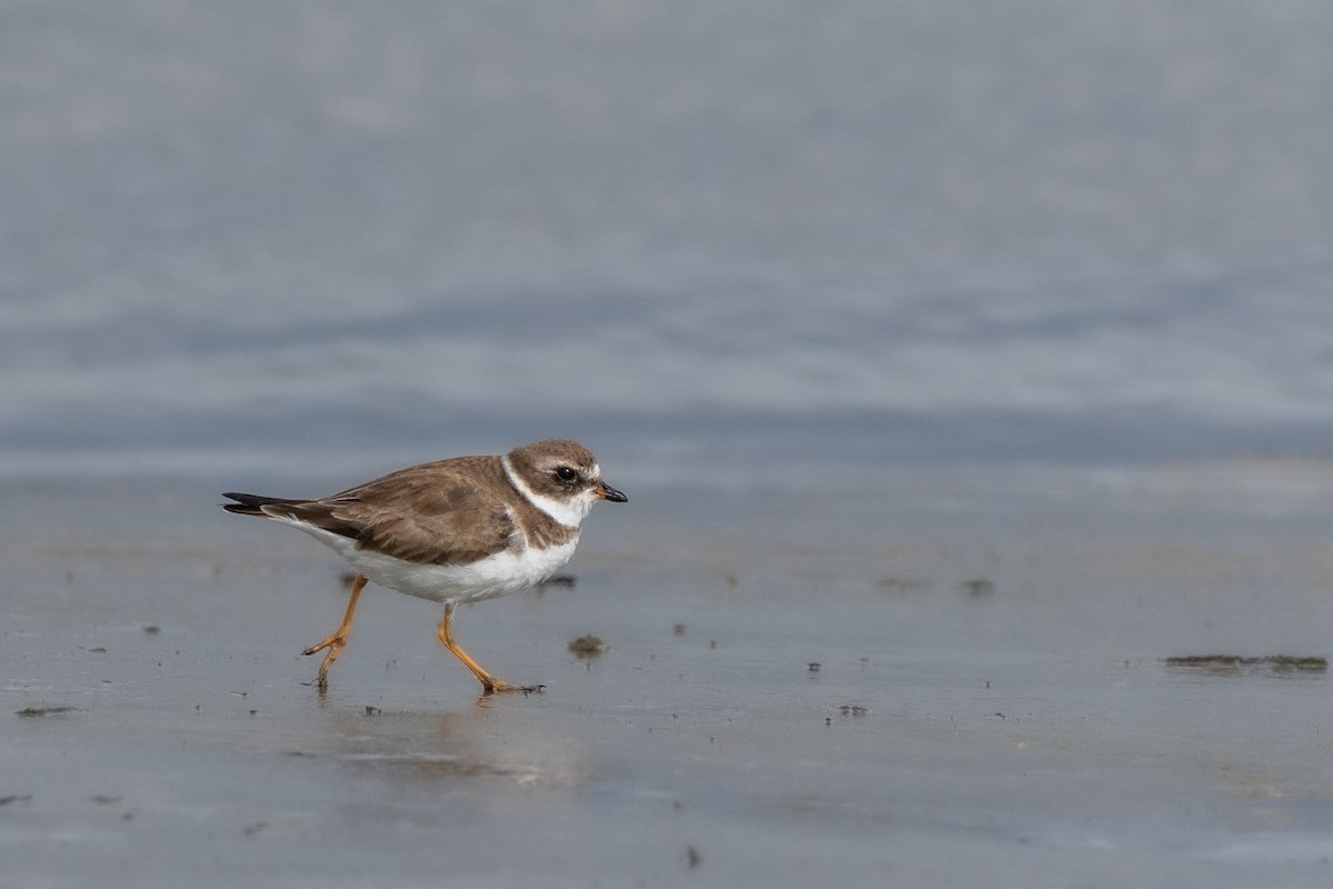 Semipalmated Plover at Kendall-Frost Marsh Reserve by Randy Walker