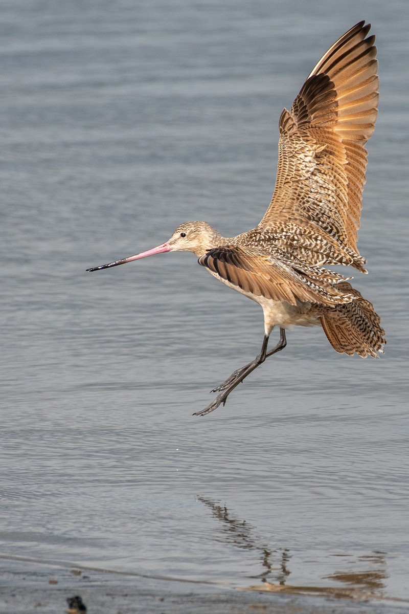 Marbled Godwit at Kendall-Frost Marsh Reserve by Randy Walker