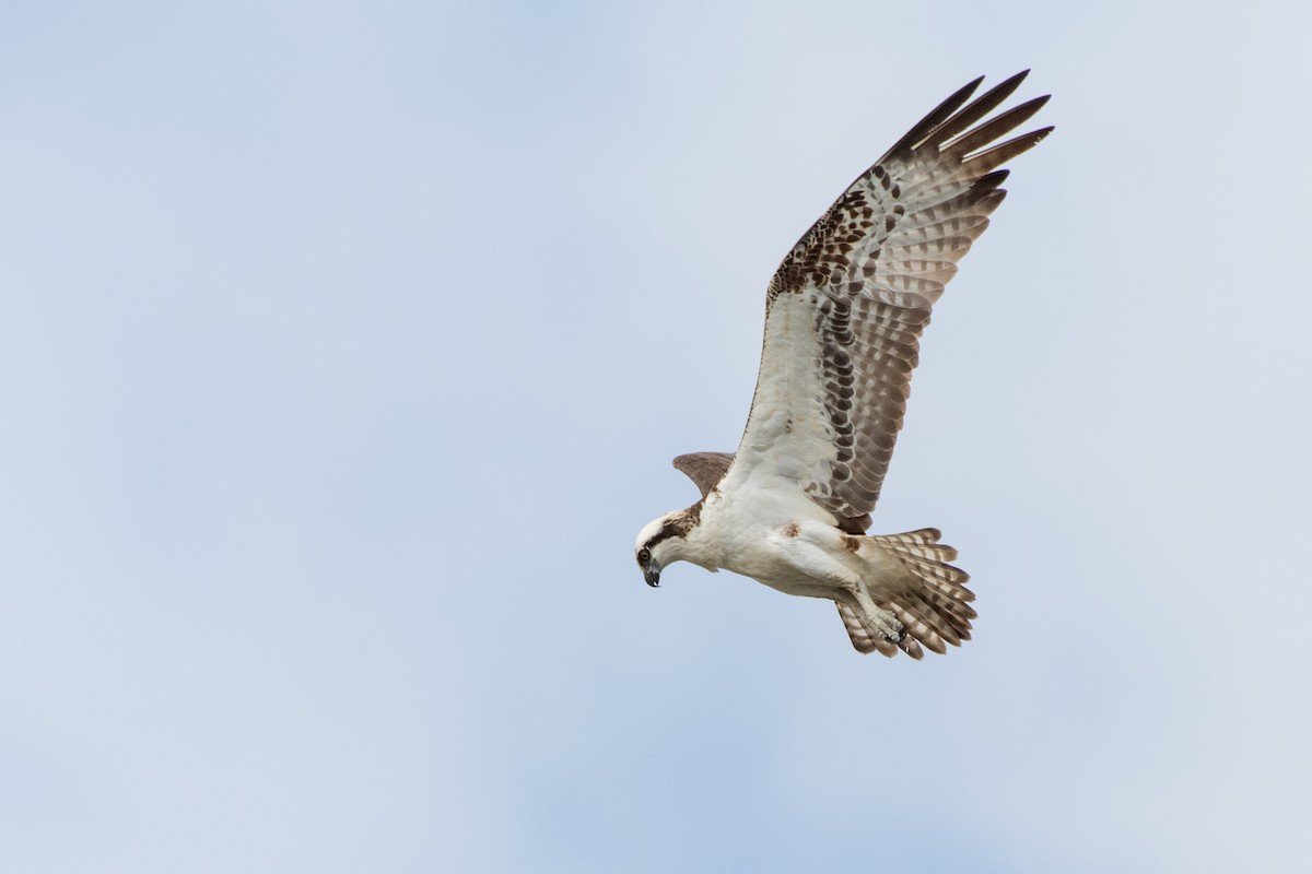 Osprey at Kendall-Frost Marsh Reserve by Randy Walker