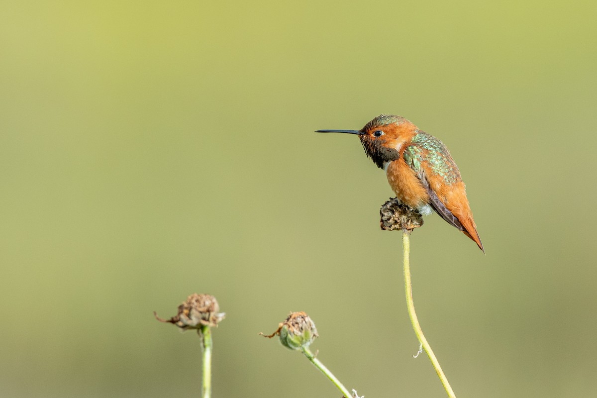 Allen's Hummingbird at Kendall-Frost Marsh Reserve by Randy Walker