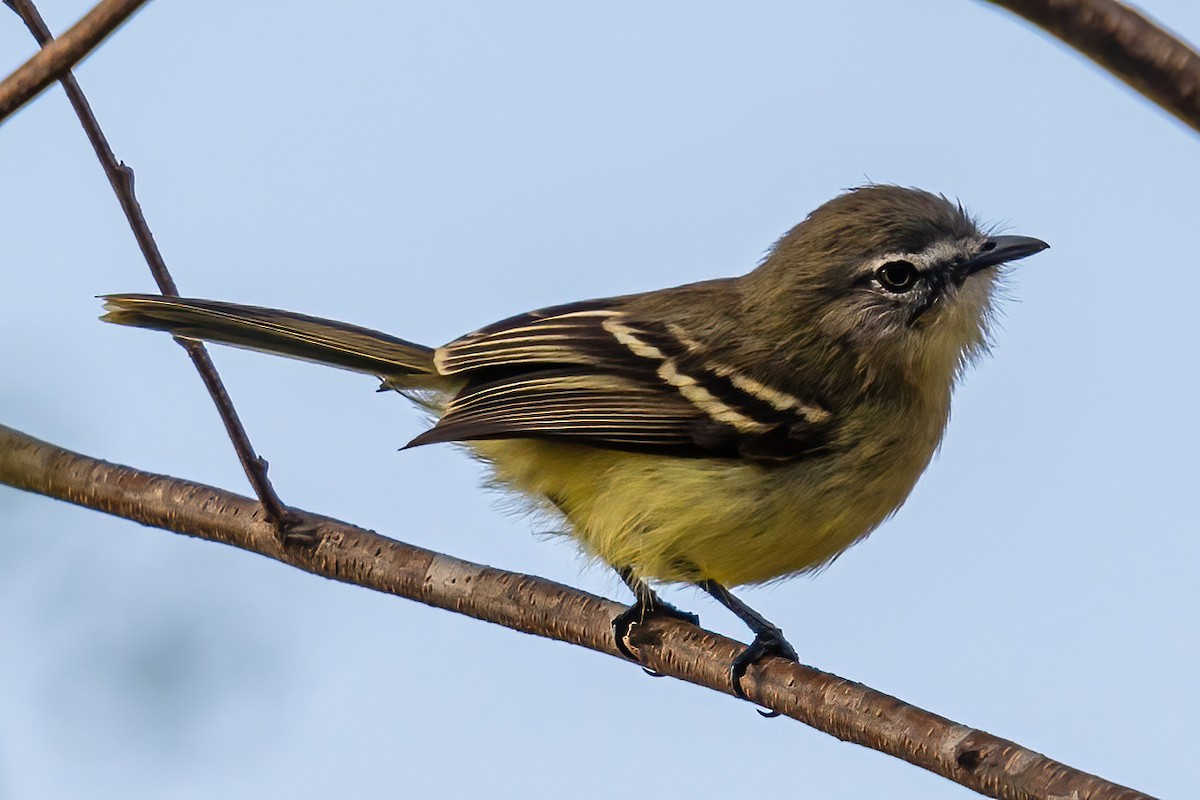 Pale-tipped Tyrannulet - ML552644641