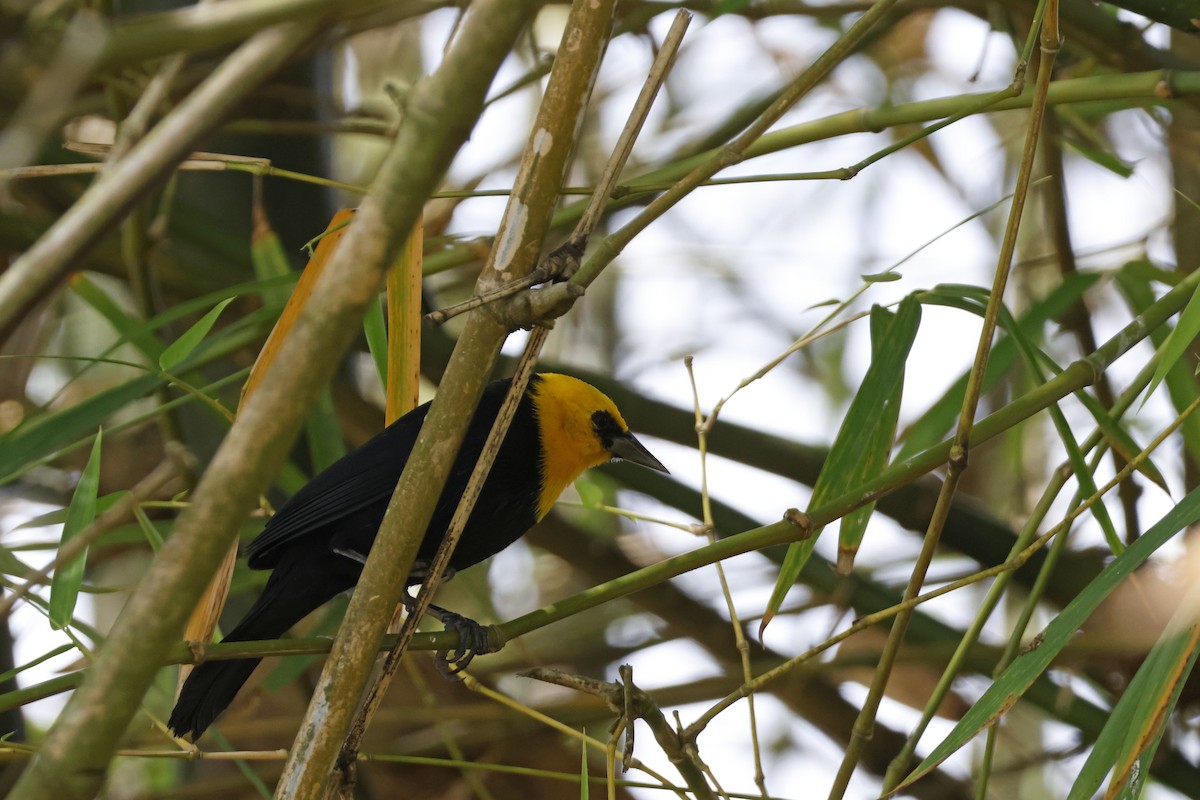 Yellow-hooded Blackbird - Larry Therrien