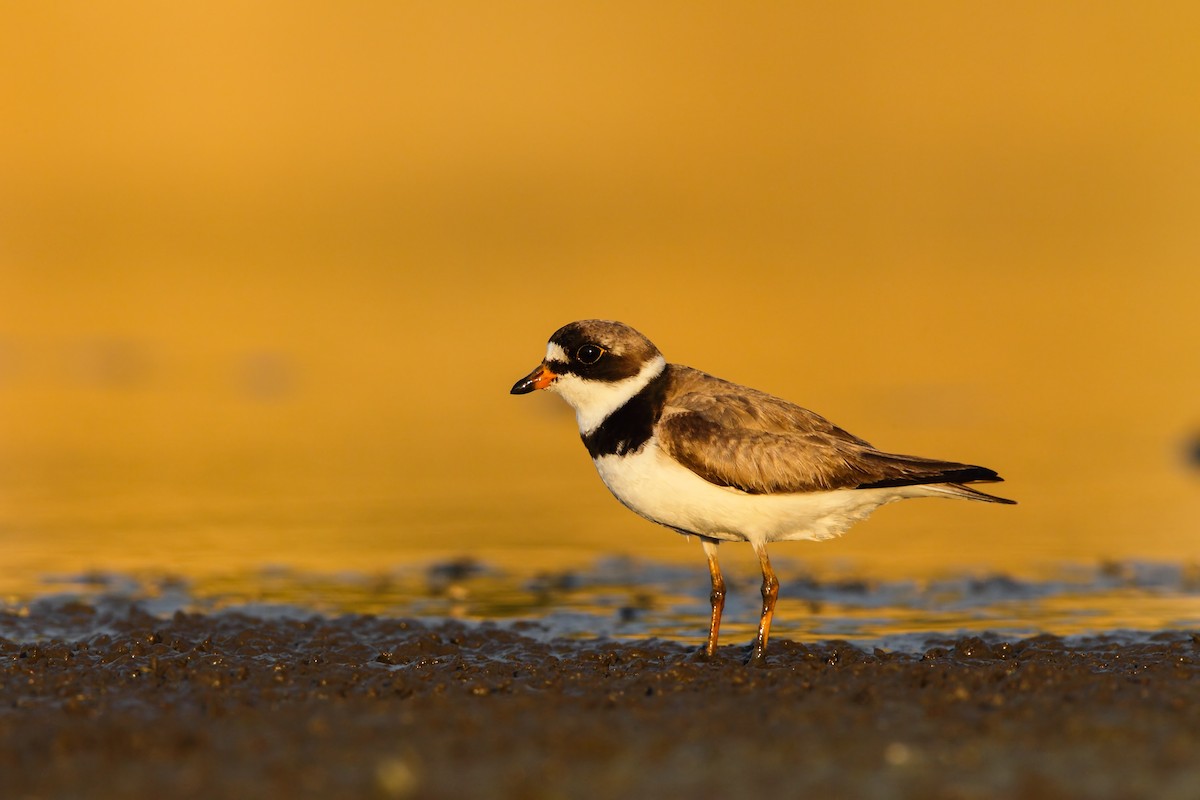 Semipalmated Plover - ML552657051