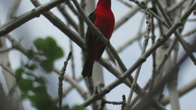Scarlet Tanager - ML552659781
