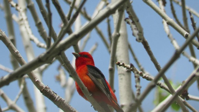 Scarlet Tanager - ML552661431