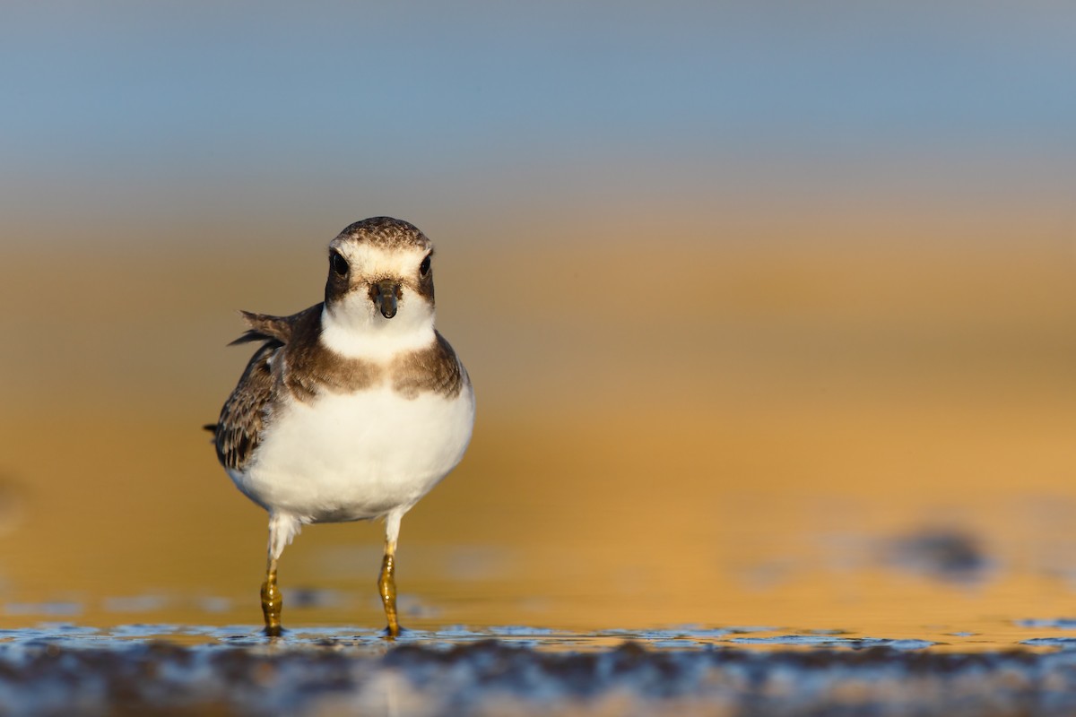 Semipalmated Plover - ML552661851