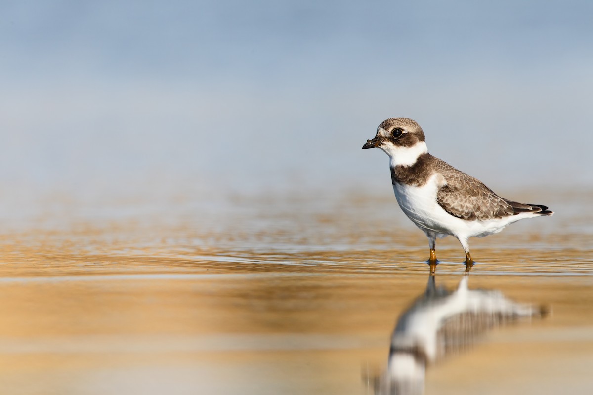 Semipalmated Plover - ML552661861