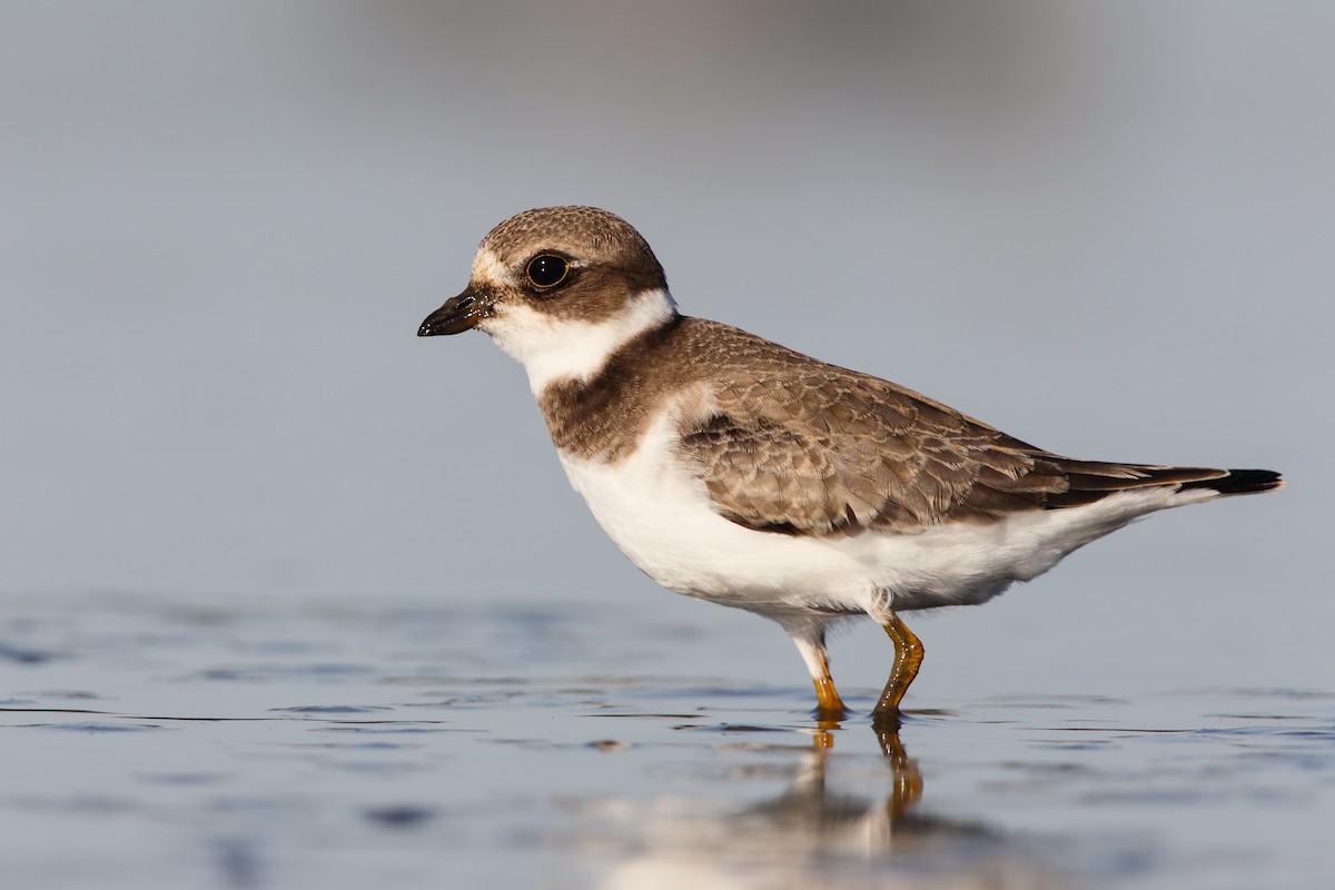 Semipalmated Plover - ML552661881