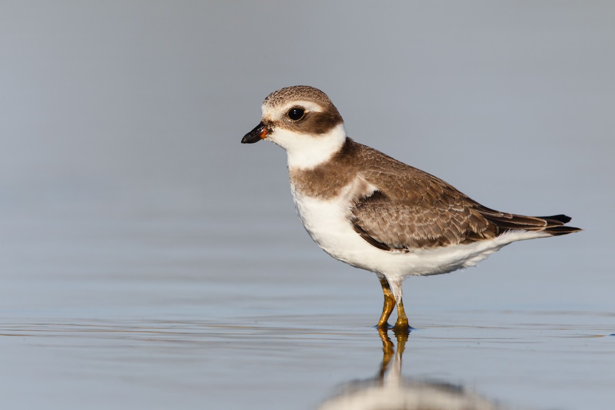 Semipalmated Plover - ML552661891
