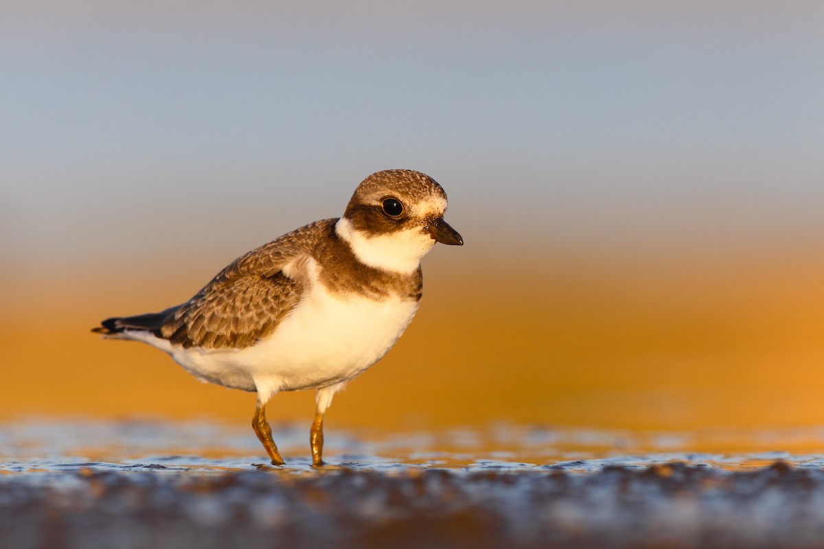 Semipalmated Plover - ML552661921