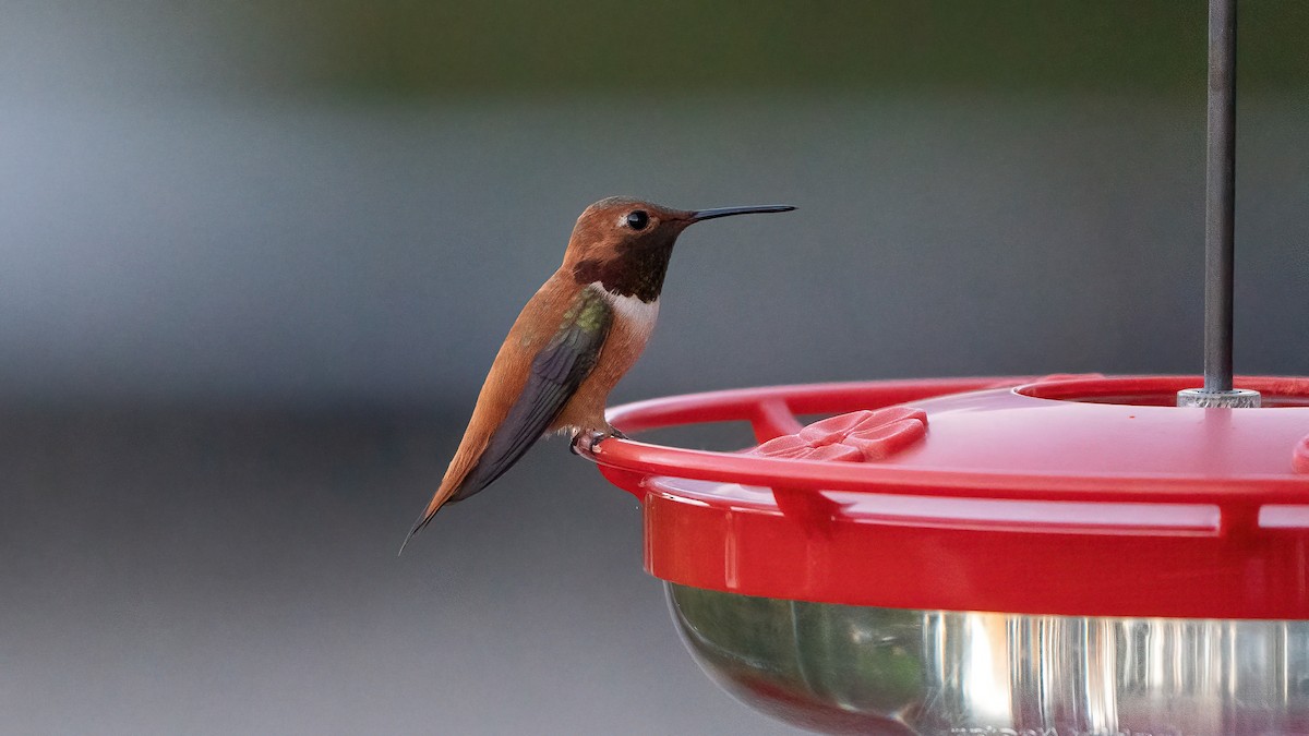 Rufous Hummingbird - ML552662011