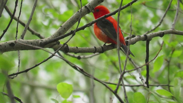Scarlet Tanager - ML552662671