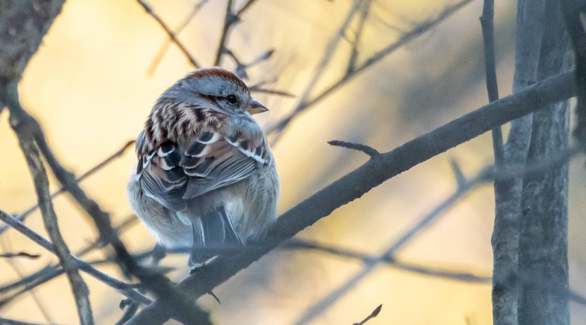 American Tree Sparrow - ML552663341