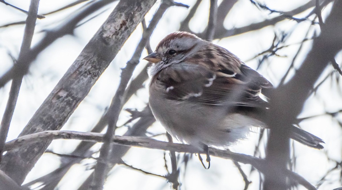 American Tree Sparrow - ML552663351