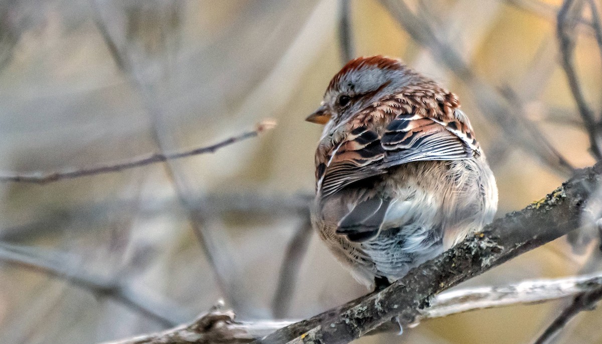 American Tree Sparrow - ML552663361
