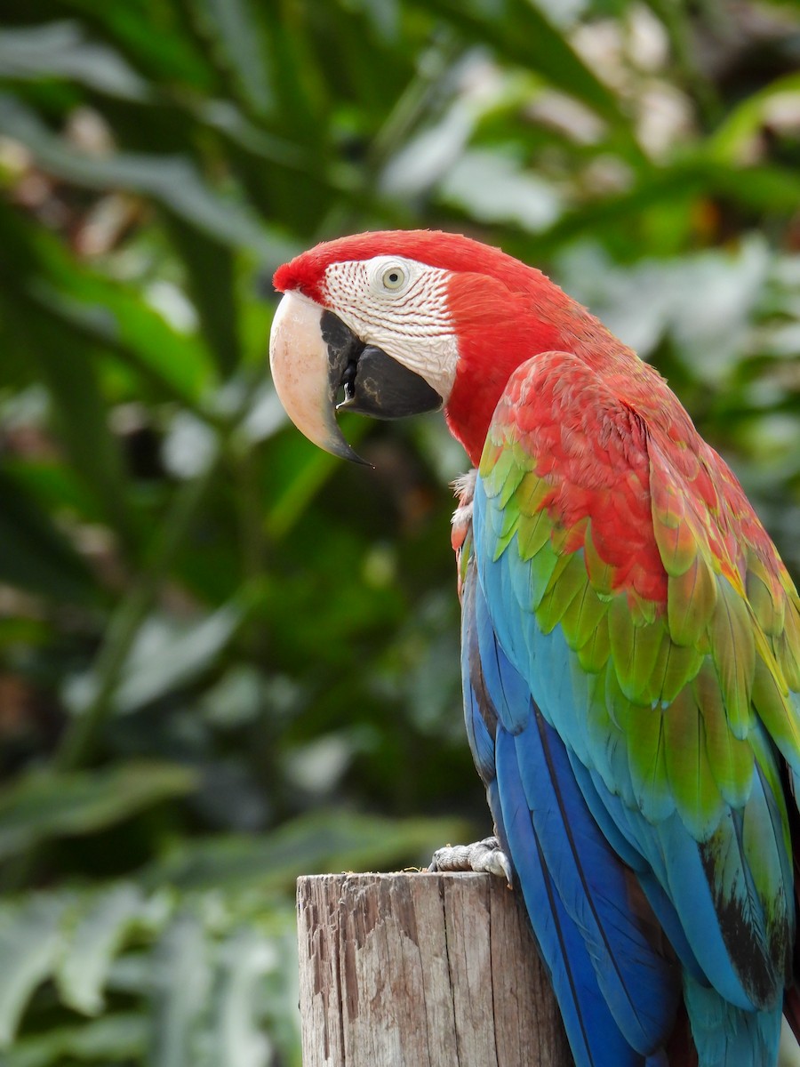 Red-and-green Macaw - ML552665231