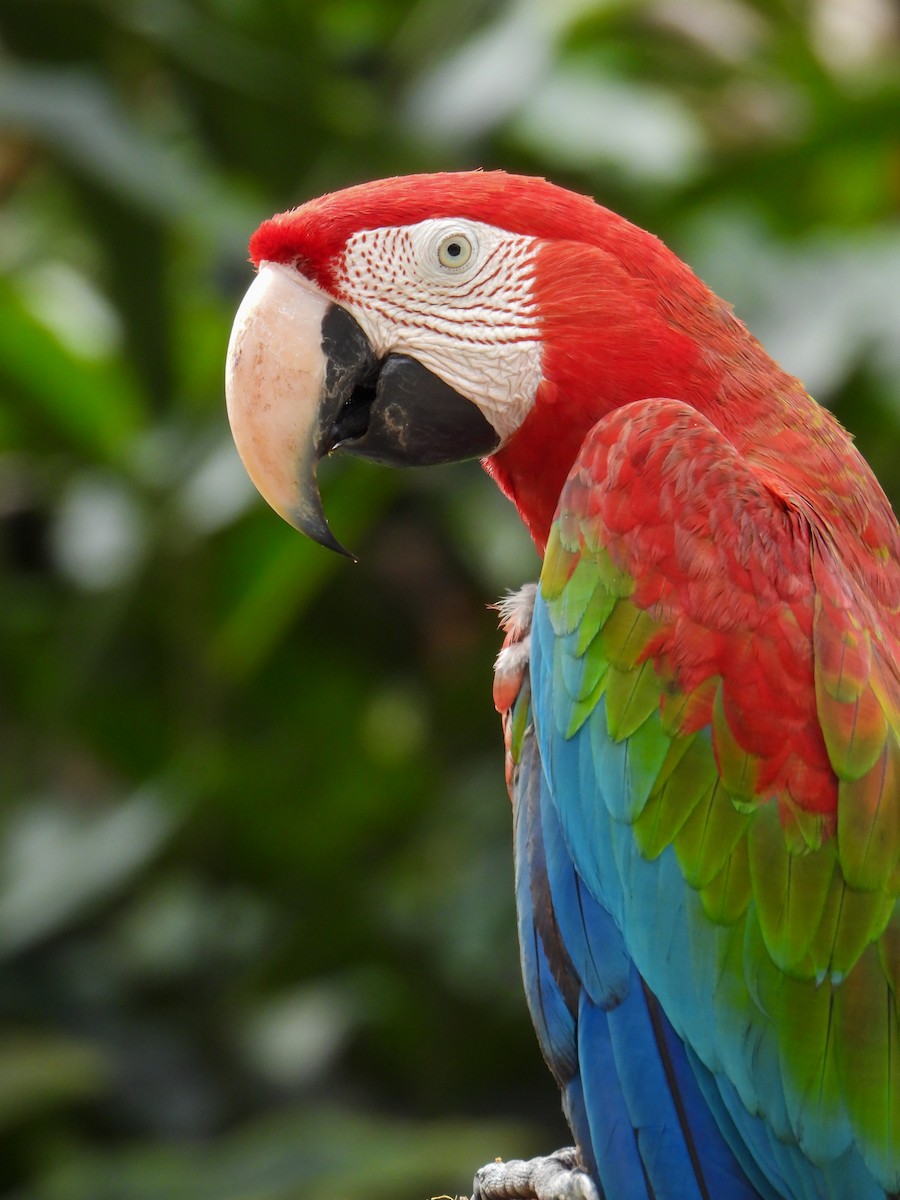Red-and-green Macaw - ML552665241