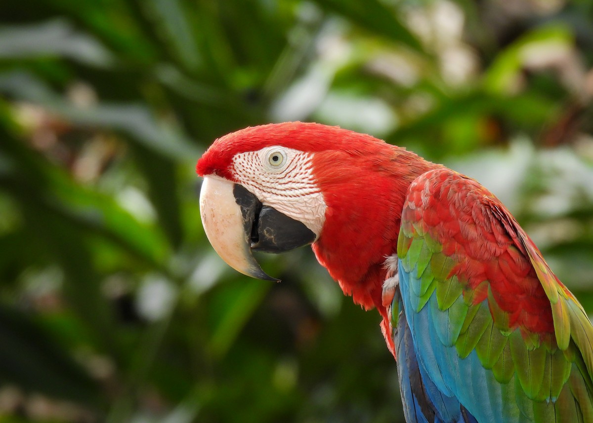 Red-and-green Macaw - ML552665251