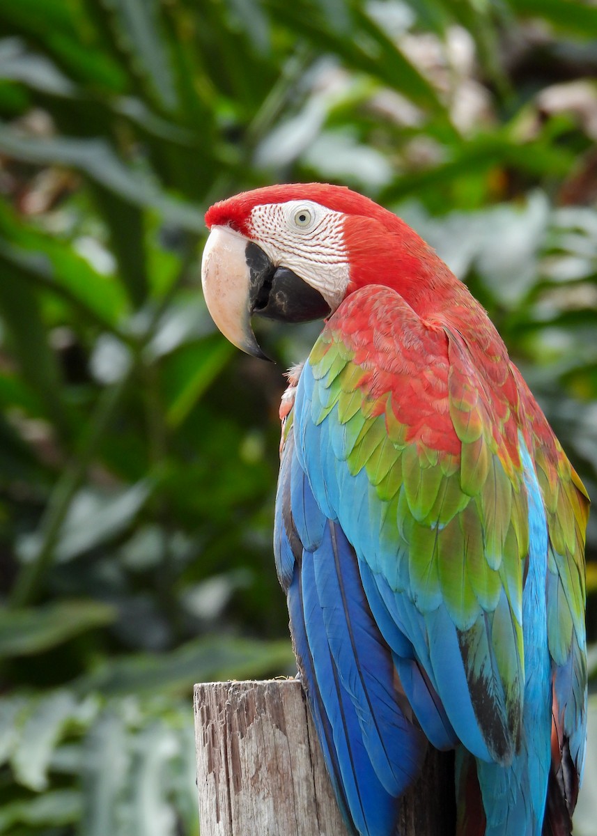 Red-and-green Macaw - ML552665271