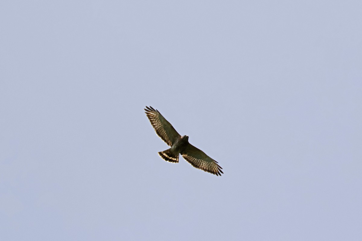 Broad-winged Hawk - ML552667641