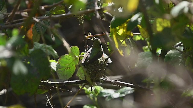 Allen's Hummingbird - ML552669401