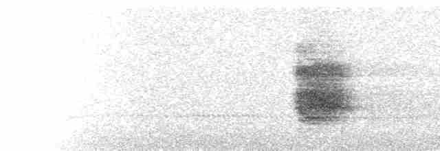  - Spotted Eagle-Owl (Arabian)