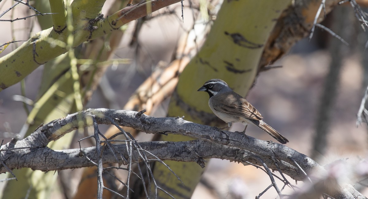 Black-throated Sparrow - ML552671981