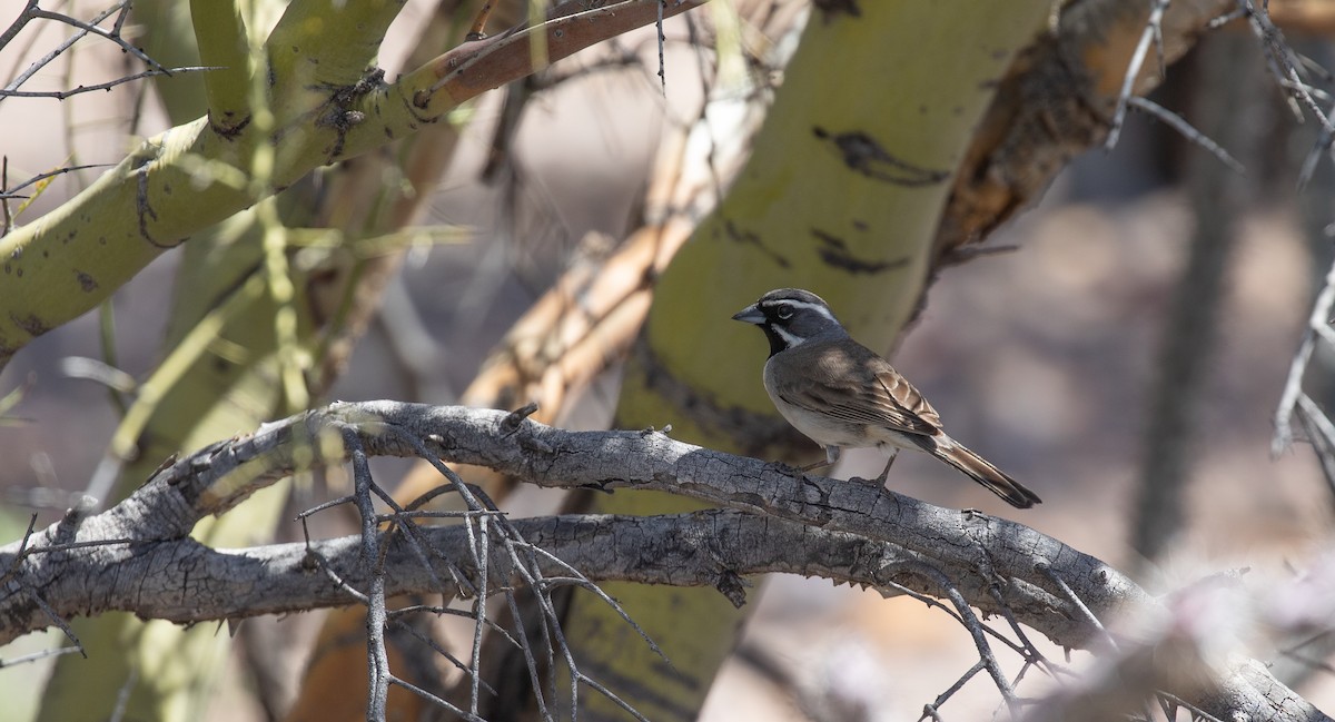Black-throated Sparrow - ML552672661