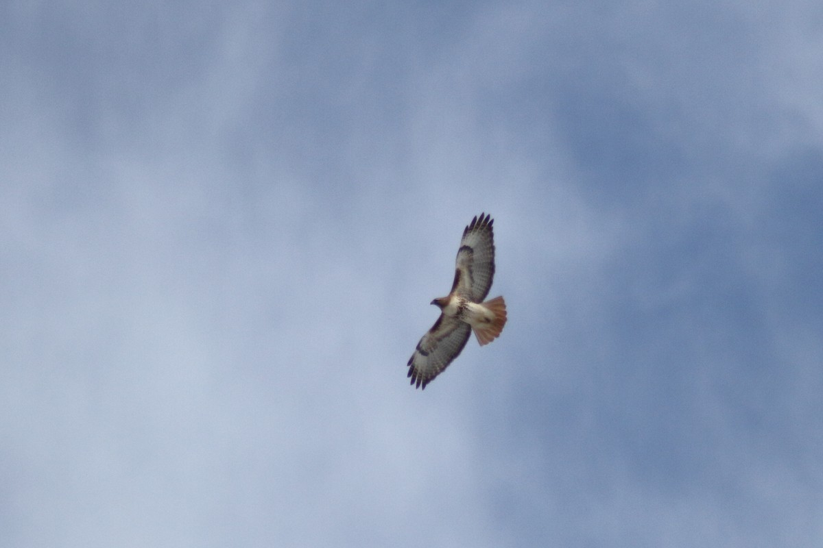Red-tailed Hawk - ML552677581