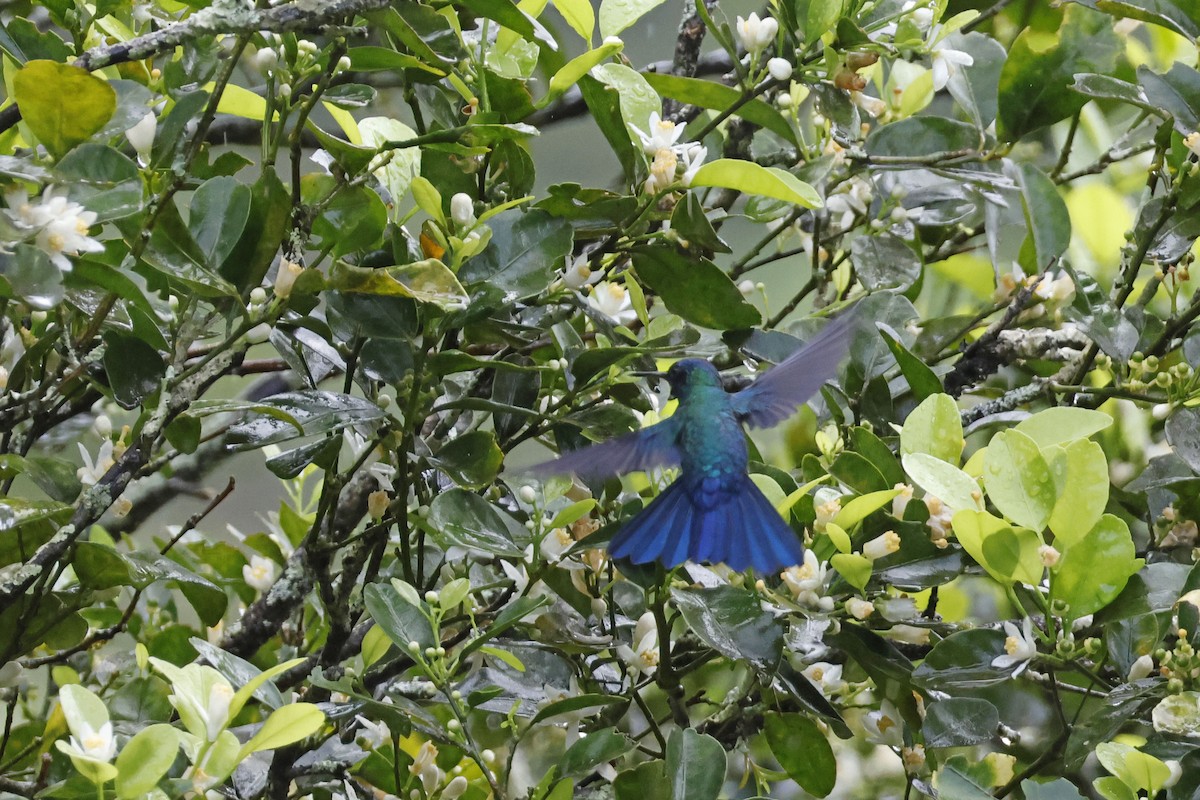 Blue-headed Hummingbird - ML552679941