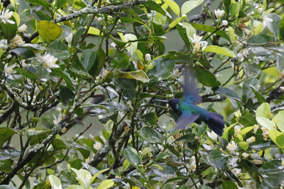 Mavi Başlı Kolibri - ML552679951