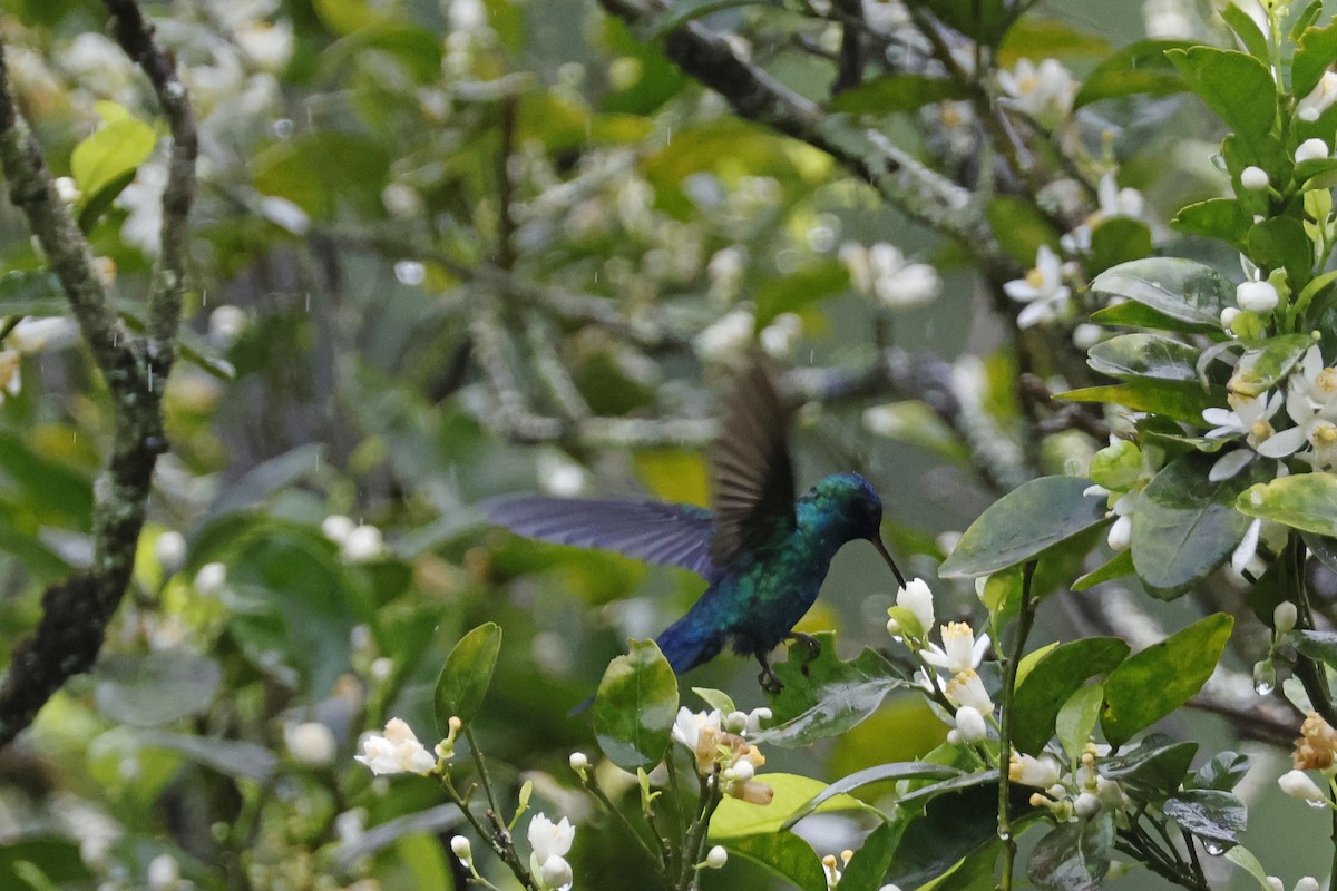 Blue-headed Hummingbird - Larry Therrien