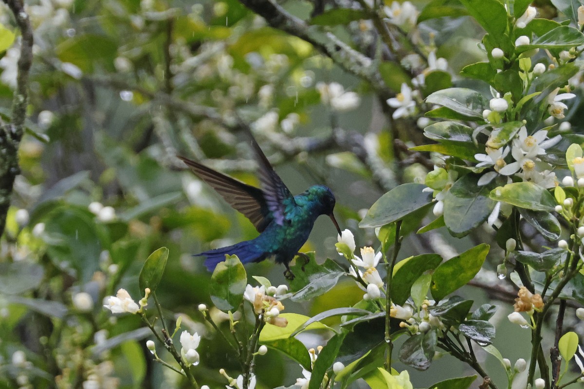 Blue-headed Hummingbird - ML552680131