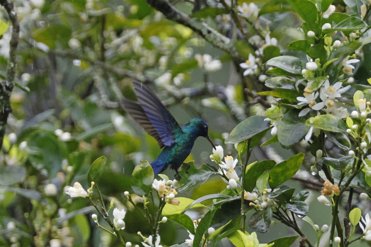 Blue-headed Hummingbird - ML552680341