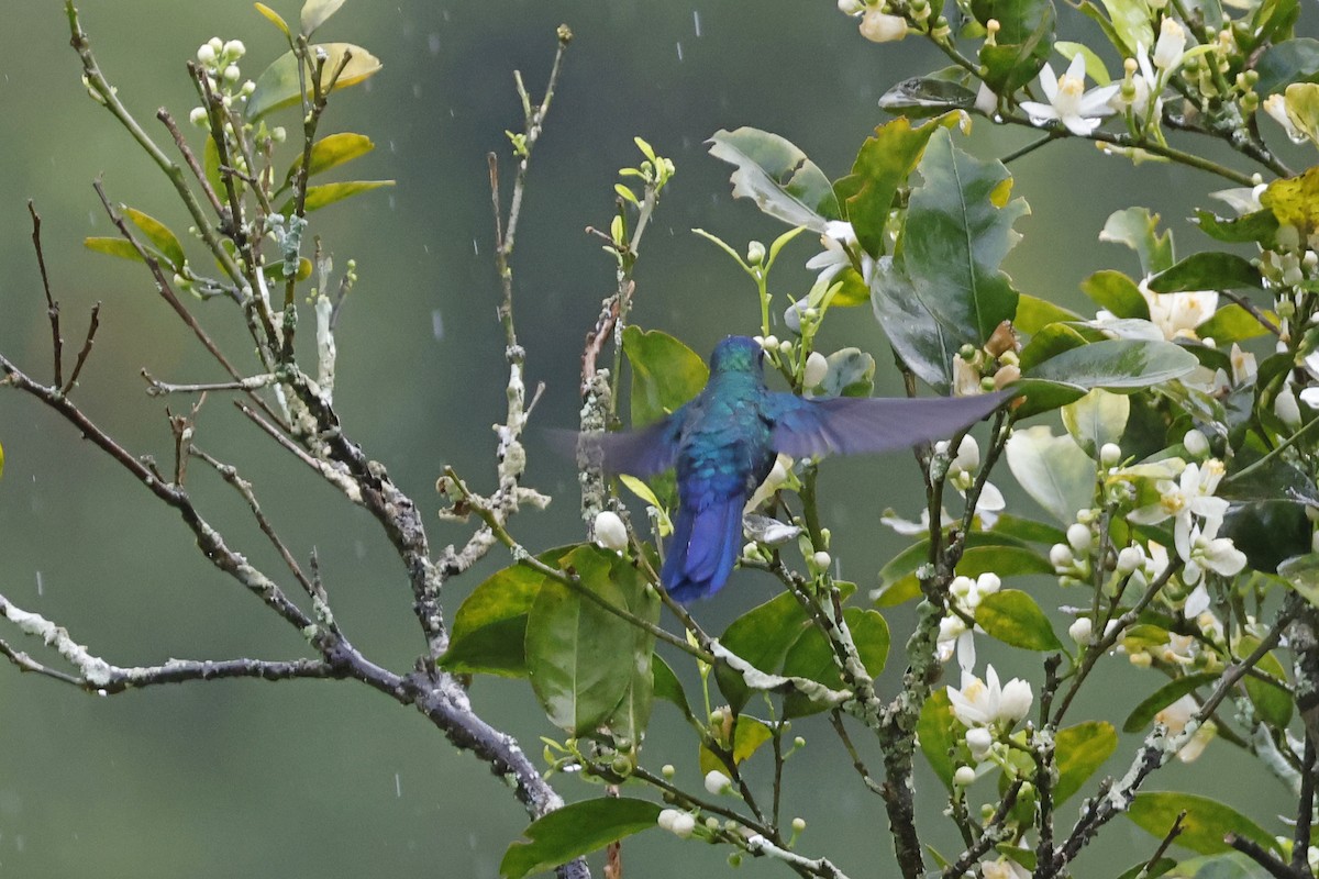 Blue-headed Hummingbird - ML552680391